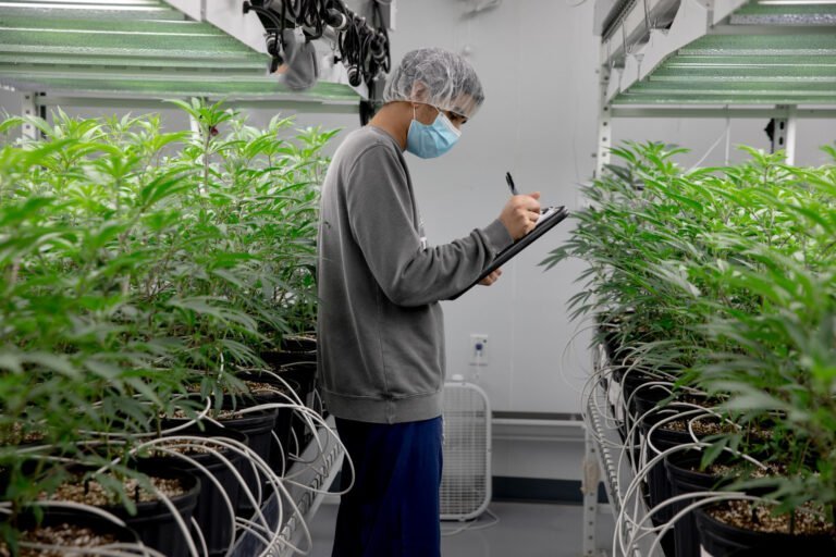 Lo que necesita saber sobre el proceso de licencia de marihuana recreativa de CT