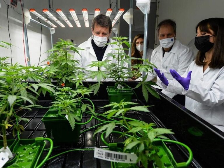 ¿Se puede combatir el COVID-19 con cannabis?, expertos responden