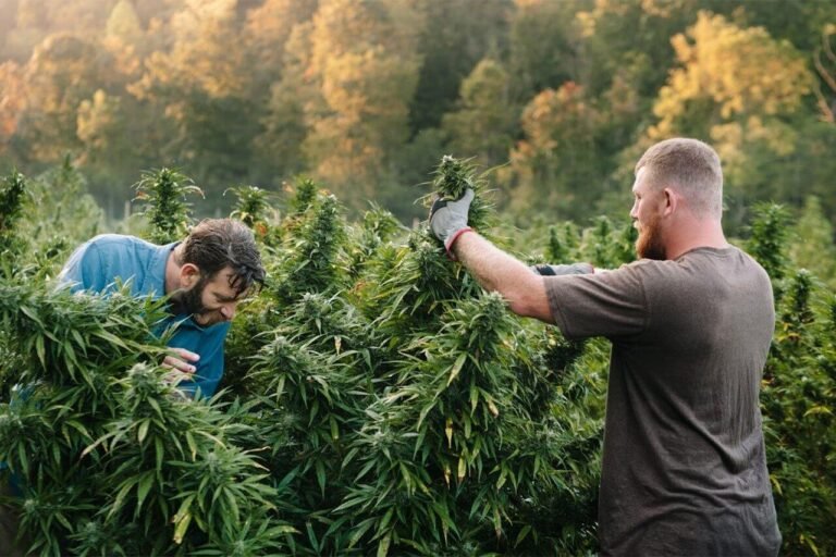 Solicitudes para licencia comercial de marihuana serán aceptadas a partir de febrero