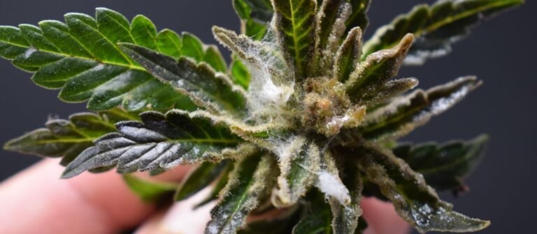 Legisladores debaten sobre cantidad aceptable de moho en la marihuana