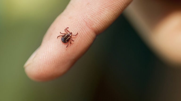 Confirman primer caso del año del virus Powassan