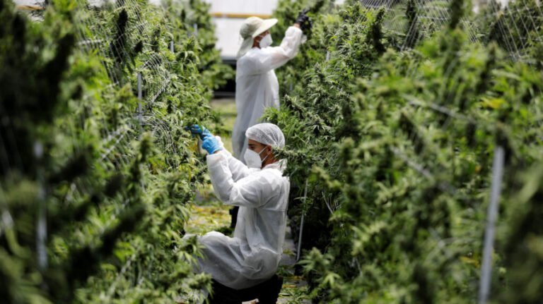 Gran cantidad de solicitudes de venta minorista de cannabis