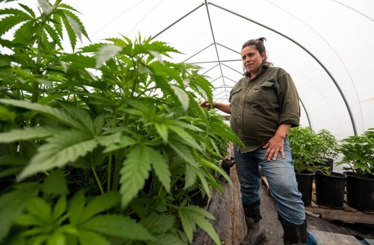 Reportan más de 15 mil solicitudes para vender cannabis en CT
