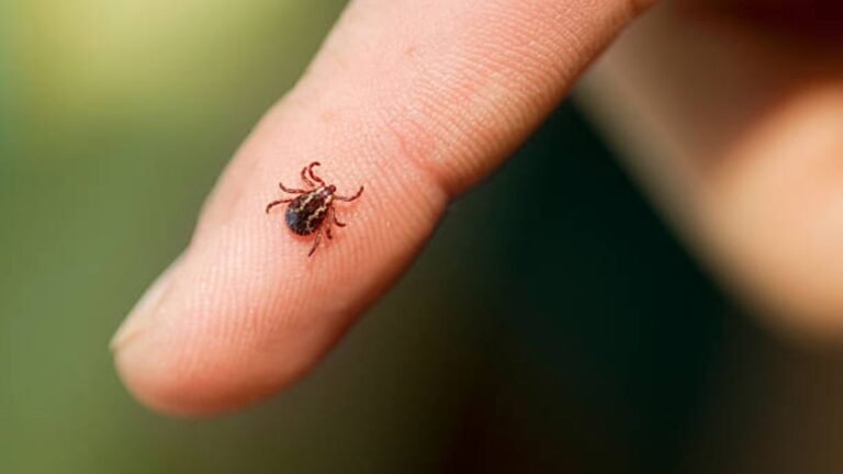 Alto número de garrapatas invasivas en condados de Fairfield y New Haven, advierten expertos