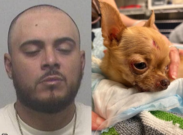 Arrestado tras empujar a mujer de auto y lanzar a perrita por la ventana