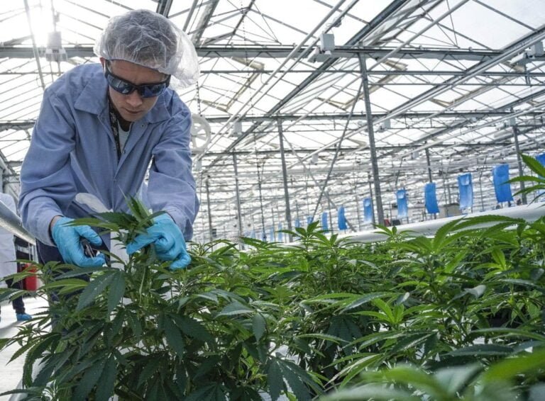 Avanzan solicitudes de licencia para cultivador de cannabis