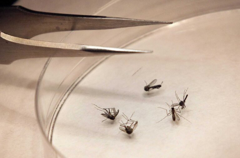 Mosquitos dan positivo para virus del Nilo Occidental en cuatro ciudades