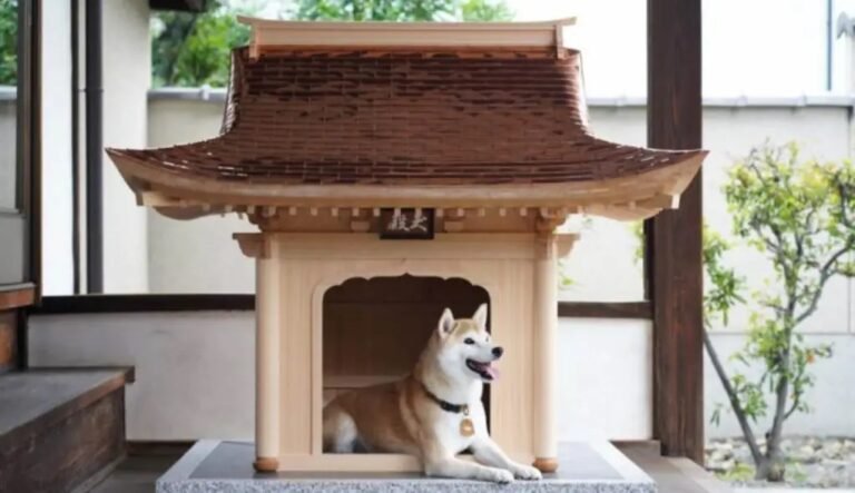 La casa de este perro cuesta más dólares que la tuya
