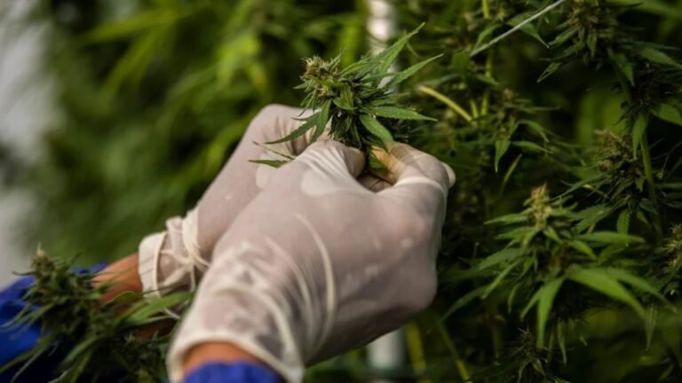 NY ofrecerá ayuda a empresas emergentes de cannabis