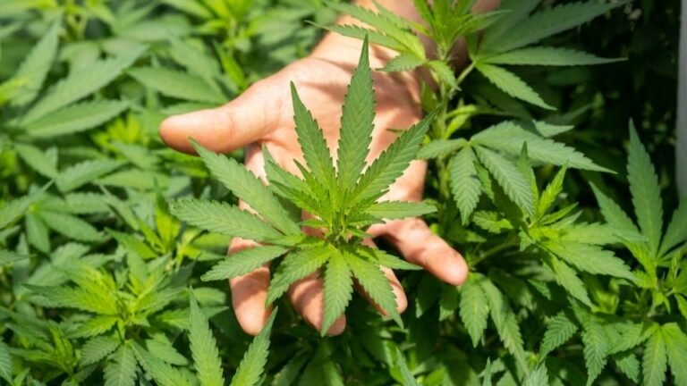 Negocio de cannabis demanda a CT por rechazo de la equidad social