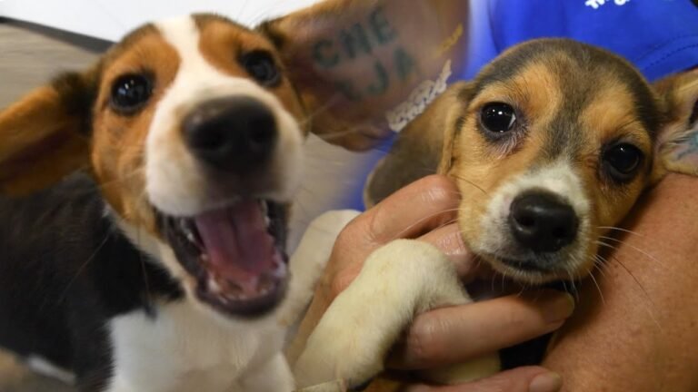 Rescatan a 4 mil perros que iban a usar para experimentos farmacéuticos