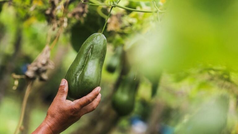 Latinoamérica pierde el 11.6 % de los alimentos antes de su venta, alerta FAO