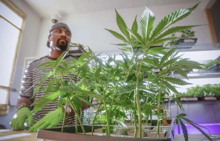 Agregan cinco solicitantes para negocios de cannabis recreativo