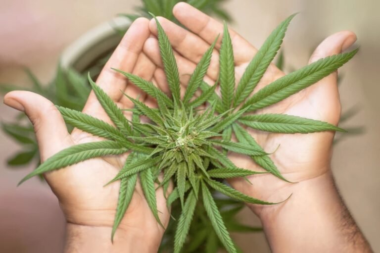 Campaña de educación sobre el consumo responsable de cannabis