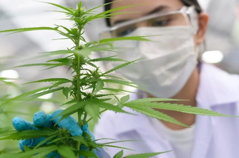 Consejo de Equidad Social de CT aprueba solicitante de lotería y cuatro empresas para abrir negocio de cannabis