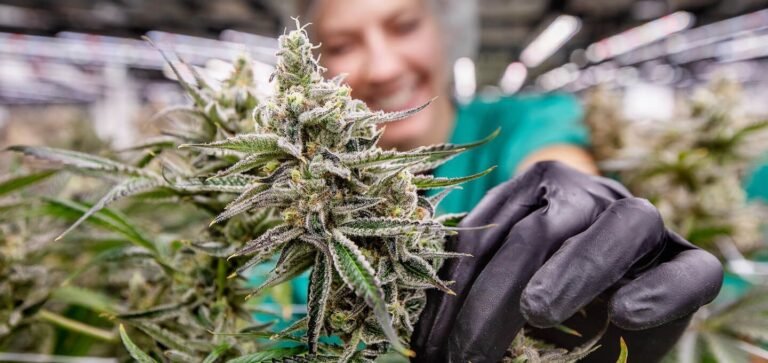 Abren solicitudes para empaquetador de productos de cannabis