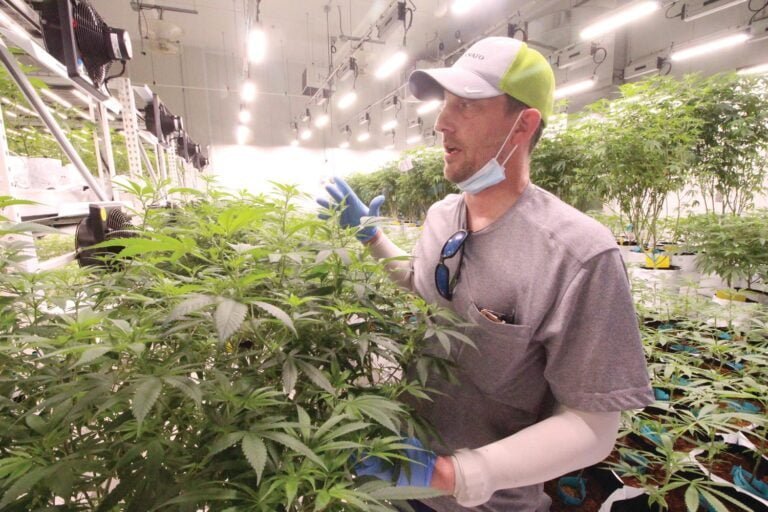 Aprueban cinco solicitantes de lotería y nueve empresas conjuntas para fabricante y transportadores de cannabis