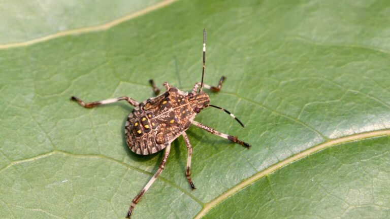 Este insecto invasivo se propaga rápidamente por toda la región, advierte nuevo estudio