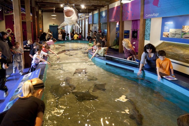 Entrada gratuita al Acuario Marítimo para los maestros