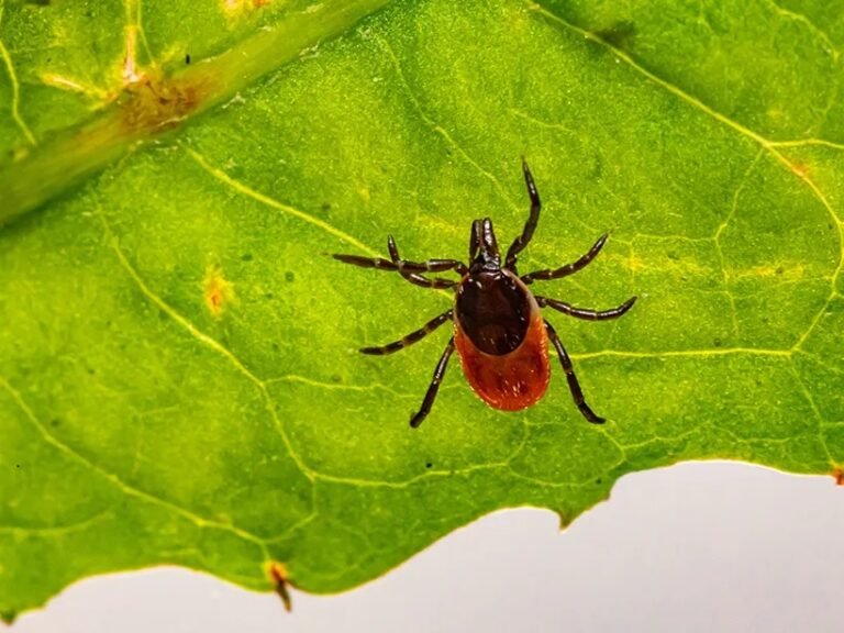 Advierten sobre presencia de garrapatas en época de invierno