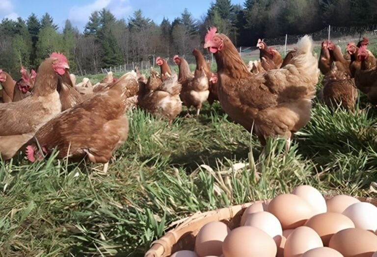Cerca de 100 mil gallinas mueren en incendio