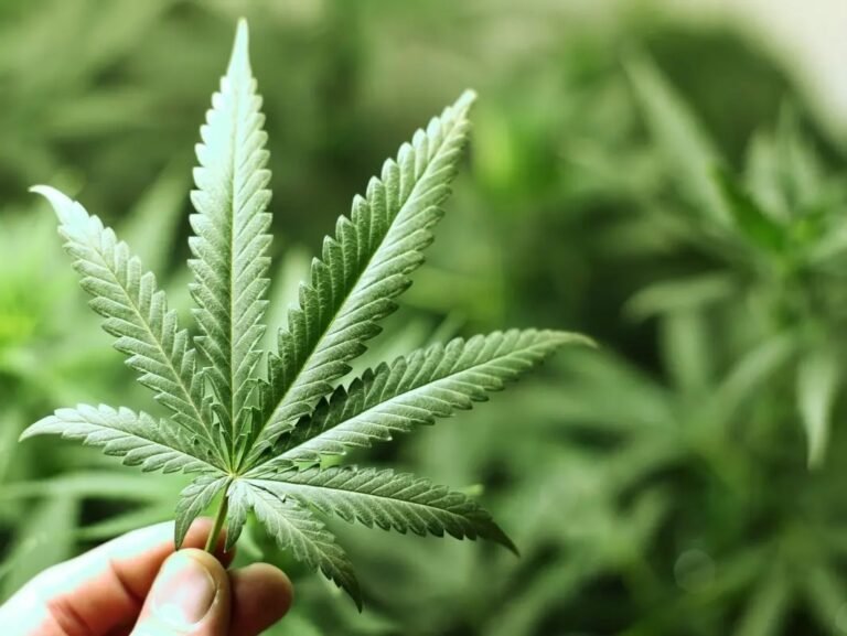 Norwalk permitirá a minoristas abrir tiendas de cannabis en edificios residenciales