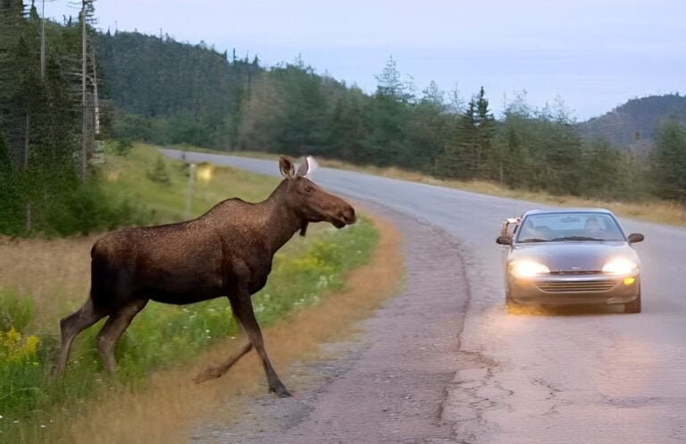Aconsejan a conductores que estén atentos a los alces en las carreteras interestatales