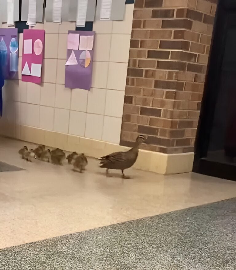 El desfile de patos en una escuela que se hizo viral