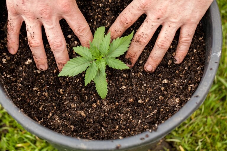 Cultivo doméstico y otras políticas sobre el cannabis entran en vigor esta semana