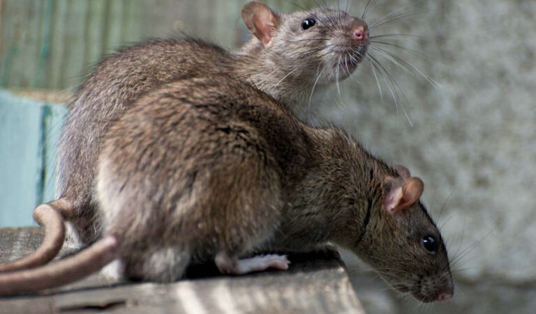Infestación de ratas lleva a municipio a declarar el estado de emergencia