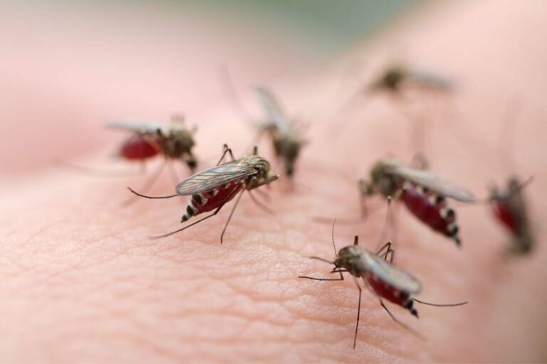 Nuevos casos de Malaria en EEUU