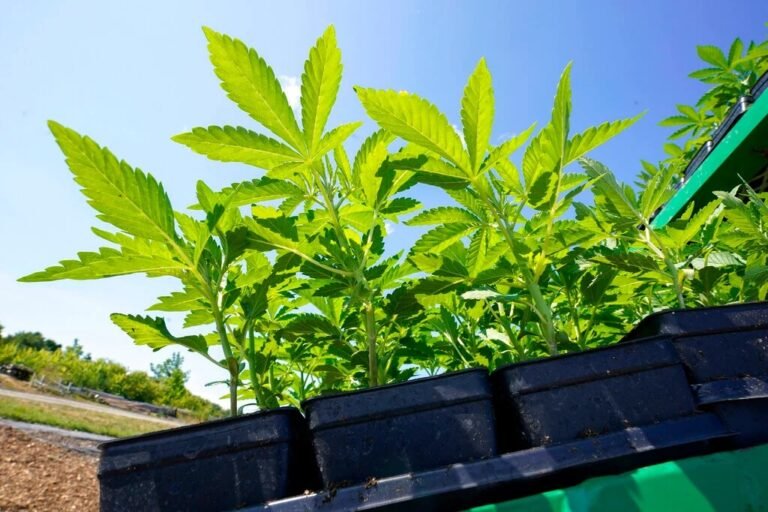 Abren primer dispensario de cannabis en Westchester a pesar de obstáculos legales