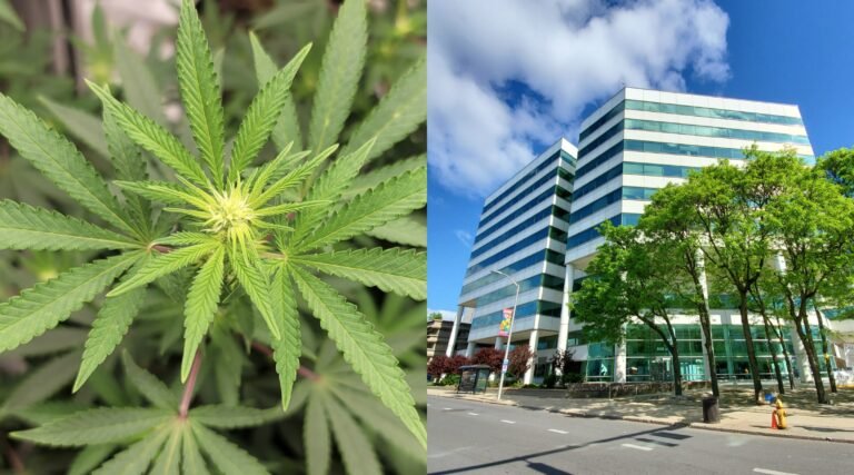 Demanda busca detener negocios comerciales de cannabis