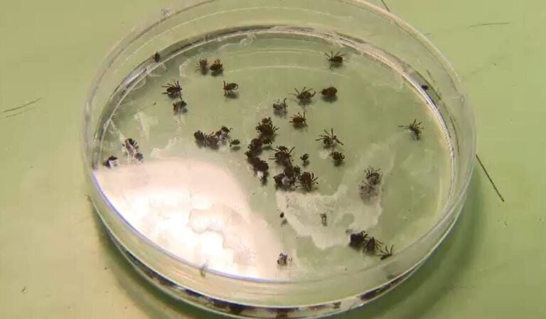 Encuentran más especies de garrapatas peligrosas e invasoras