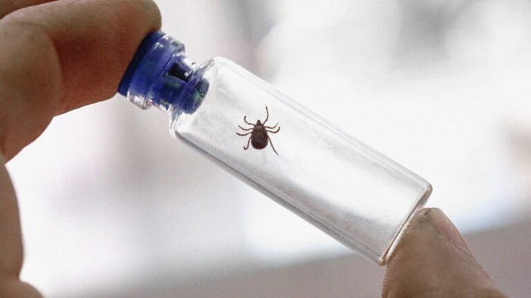 Identifican cuatro casos del virus Powassan