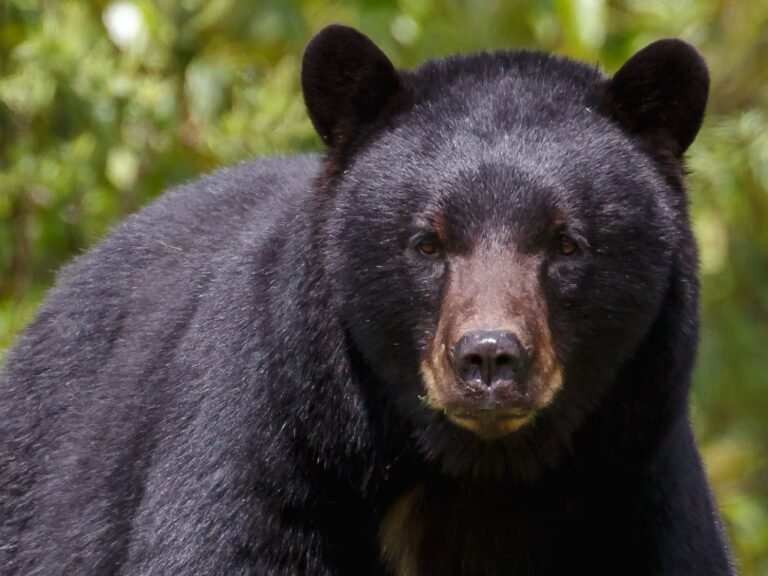 Oso ataca a niño y lo manda al hospital