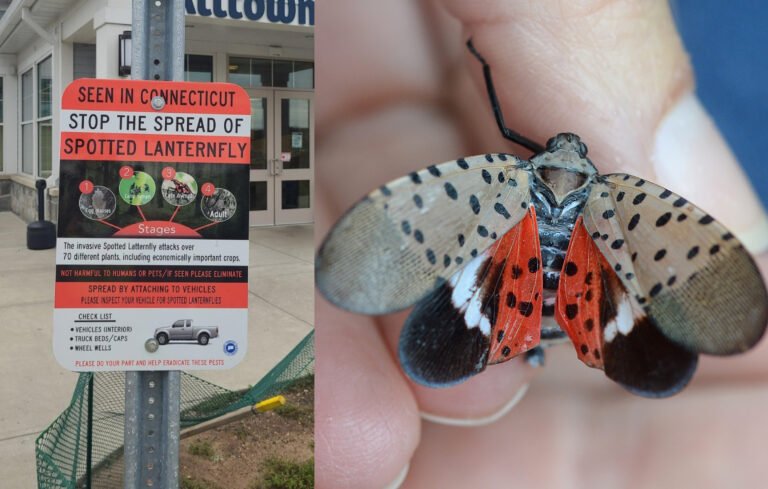 Piden a conductores eliminar “moscas linterna” que encuentre en el camino