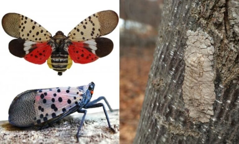 Detectan moscas linterna manchadas en NY