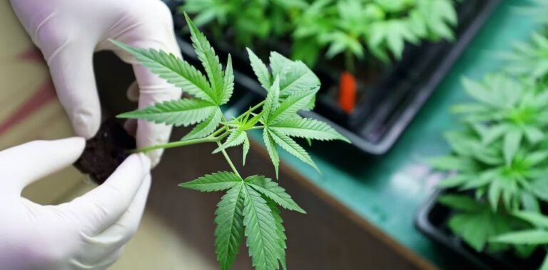 Ventas de cannabis se mantienen en torno a los $25 millones