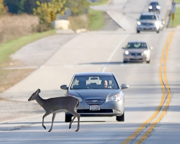 Fondos para evitar colisiones de autos con animales que cruzan las carreteras