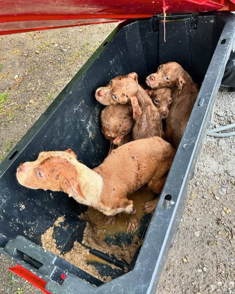 Rescatan cachorros abandonados en contenedor hermético