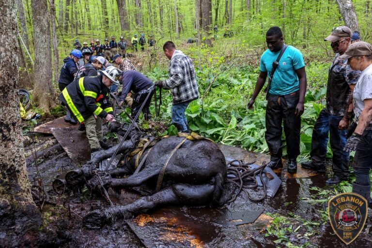 Salvan a dos caballos de morir en el barro