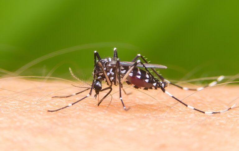 Westchester con más casos de dengue en bajo Valle de Hudson