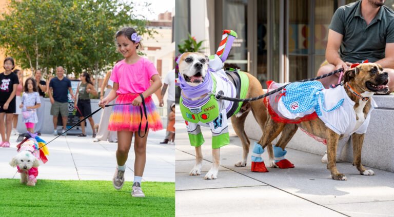 Perros iluminan pasarela en desfile de moda