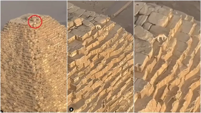 Un perro callejero llegó a la cima de la Gran Pirámide de Giza