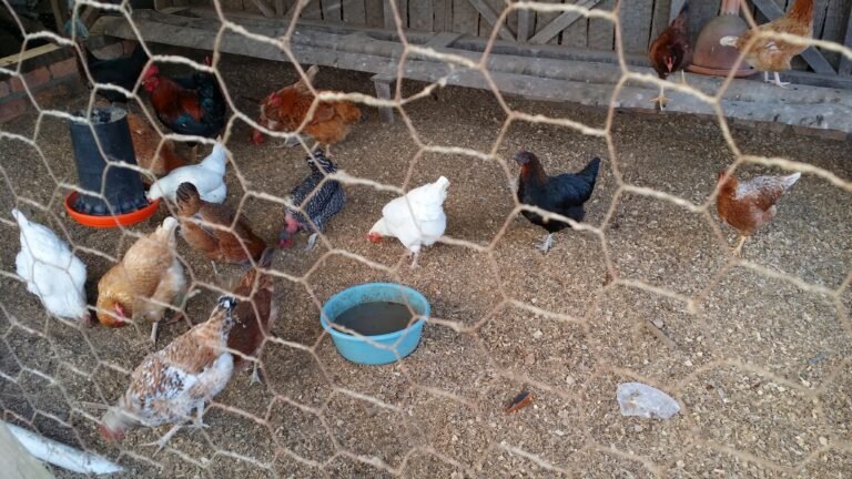 Primera muerte humana en EEUU por gripe aviar