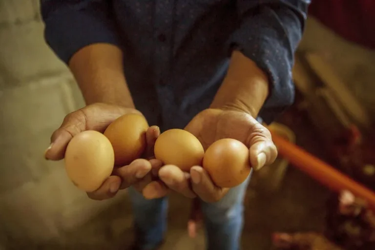 La inflación alimentaria desafía los logros de América Latina contra el hambre, alerta la FAO