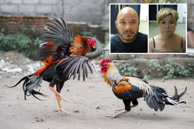 Redada masiva en CT deja 100 arrestados por presunta operación de peleas de gallos